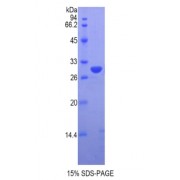 SDS-PAGE analysis of Human VRK1 Protein.