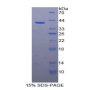 abx069625