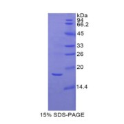 abx069626
