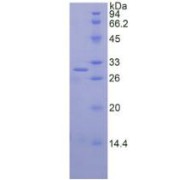 abx069627