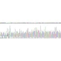 Rat Vascular Endothelial Growth Factor A (VEGFA) Protein