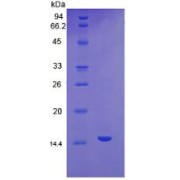 abx069642