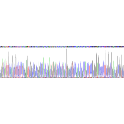 Human Vimentin (VIM) Protein