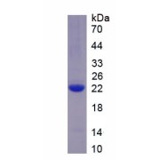 SDS-PAGE analysis of recombinant Pig vWF Protein.