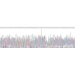 Rat Von Willebrand Factor (vWF) Protein