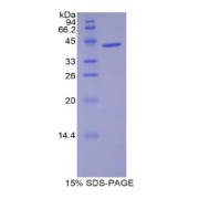 SDS-PAGE analysis of Mouse WFDC5 Protein.