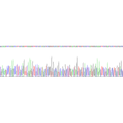 Mouse Protein Wnt-10a (WNT10A) Protein