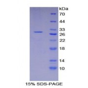 SDS-PAGE analysis of Mouse XRCC6 Protein.