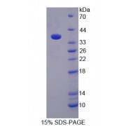 SDS-PAGE analysis of recombinant Mouse Monoamine Oxidase B Protein.