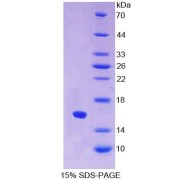 SDS-PAGE analysis of Cow IFNA1 Protein.