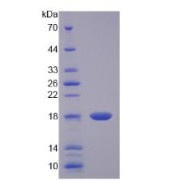 SDS-PAGE analysis of Rat IL17 Protein.