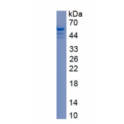 SDS-PAGE analysis of recombinant Rat GFAP Protein.