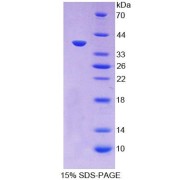 SDS-PAGE analysis of Dog CCL3 Protein.