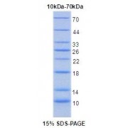 SDS-PAGE of Molecular Weight Marker.