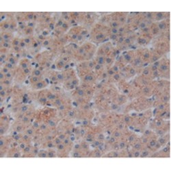 Atrial Natriuretic Peptide-Converting Enzyme (CORIN) Antibody