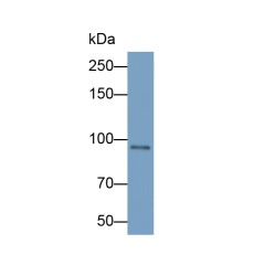 Atrial Natriuretic Peptide-Converting Enzyme (CORIN) Antibody