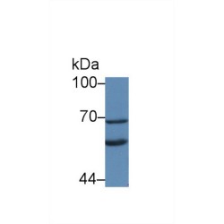 Klotho (KL) Antibody