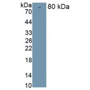 Western blot analysis of recombinant Rat Klotho (with N-terminal His and GST tag).