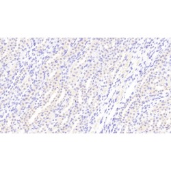 Klotho (KL) Antibody
