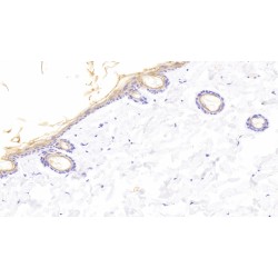 Klotho (KL) Antibody