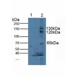 Klotho (KL) Antibody