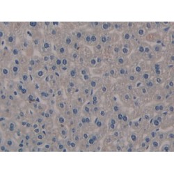 Klotho (KL) Antibody