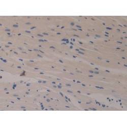 Klotho (KL) Antibody