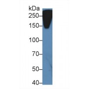 Western blot analysis of Mouse Serum, using Mouse RL Antibody (5 µg/ml) and HRP-conjugated Goat Anti-Rabbit antibody (<a href="https://www.abbexa.com/index.php?route=product/search&amp;search=abx400043" target="_blank">abx400043</a>, 0.2 µg/ml).