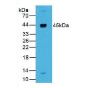 Western blot analysis of Human Liver Tissue.