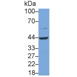 Renin (REN) Antibody