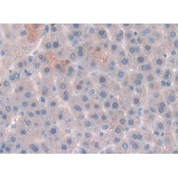 Leptin (LEP) Antibody