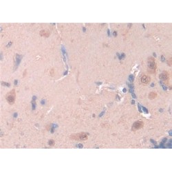 Leptin (LEP) Antibody