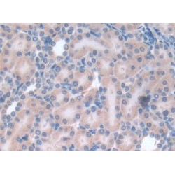 Leptin (LEP) Antibody