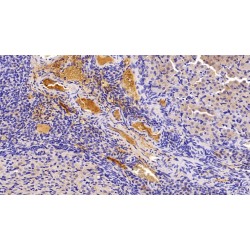 Leptin (LEP) Antibody
