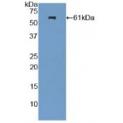 Western blot analysis of recombinant Mouse NES.