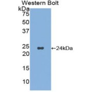 Western blot analysis of the recombinant protein.