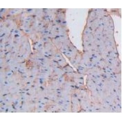 Albumin (ALB) Antibody