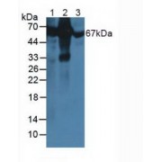 Western blot analysis of (1) Rat Liver Tissue, (2) Rat Serum and (3) Bovine Serum.