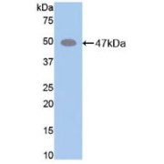 Western blot analysis of recombinant Mouse ELN.