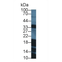 Galanin (GAL) Antibody