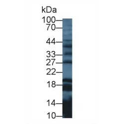 Galanin (GAL) Antibody