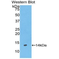 Galanin (GAL) Antibody