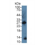 Western blot analysis of Mouse Kidney lysate, using Mouse GAL Antibody (5 µg/ml) and HRP-conjugated Goat Anti-Rabbit antibody (<a href="https://www.abbexa.com/index.php?route=product/search&amp;search=abx400043" target="_blank">abx400043</a>, 0.2 µg/ml).