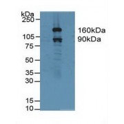Western blot analysis of Human HeLa cells.