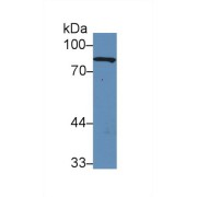 Western blot analysis of Rat Serum, using Rat GS Antibody (5 µg/ml) and HRP-conjugated Goat Anti-Rabbit antibody (<a href="https://www.abbexa.com/index.php?route=product/search&amp;search=abx400043" target="_blank">abx400043</a>, 0.2 µg/ml).