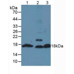 Insulin (INS1) Antibody