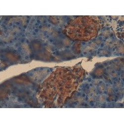 Insulin (INS1) Antibody
