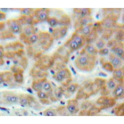Promotilin (MLN) Antibody