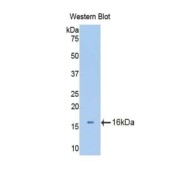 abx100124