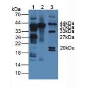 Western blot analysis of (1) Human Liver Tissue, (2) Mouse Liver Tissue and (3) Mouse Heart Tissue.